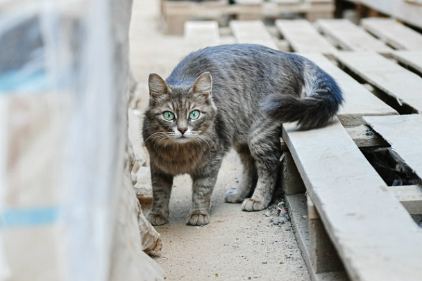 Осматривайте машину перед запуском двигателя зимой!