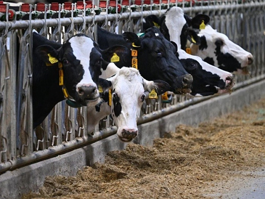 Озёрская "Сосновка" подтвердила статус племенного завода