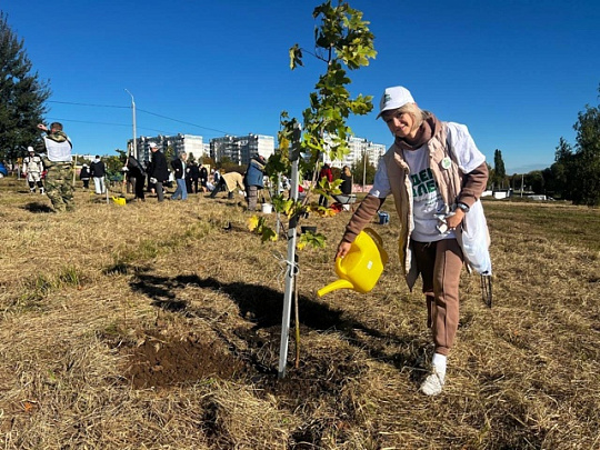 В Коломне высадили 50 канадских клёнов