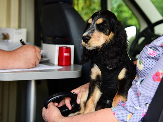 У собаки по кличке Бантик из Воскресенска выявили онкологию
