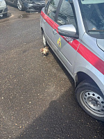 Курица застряла под машиной Росгвардии
