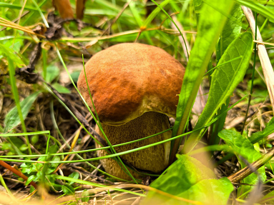 Предусмотрена административная ответственность за незаконный сбор краснокнижных грибов 