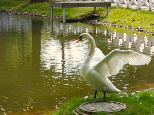 В Воскресенске лебеди из парка усадьбы Кривякино отправятся на зимовку в питомник