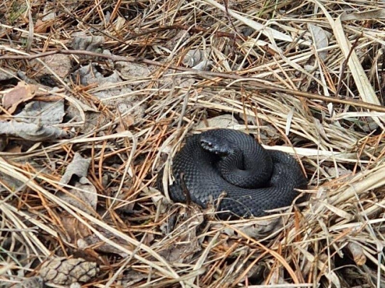 Весенний выход змей из зимнего анабиоза в Московской области