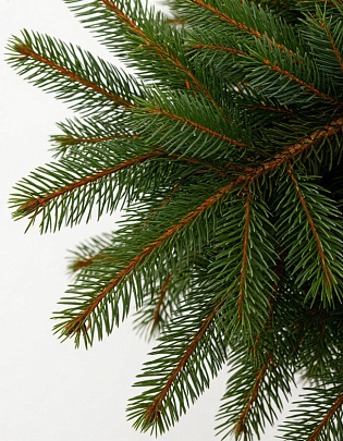 В Московской области открылись более 170 ёлочных базаров