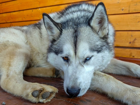 Безопасность домашних животных в городе