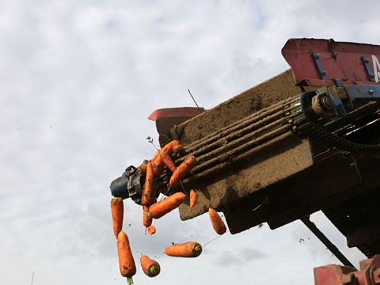 Массовая уборка овощей с закладкой на хранение начнётся в Коломне в конце сентября