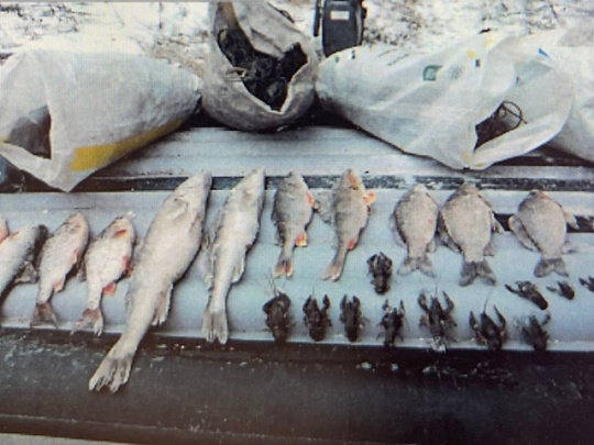 В Коломне выявлен факт гибели более 1 тыс. рыб