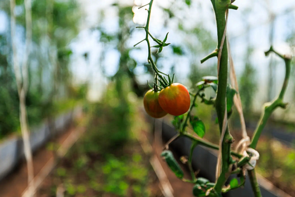 Готовим участок по правилам – от безопасности теплицы до борьбы с борщевиком