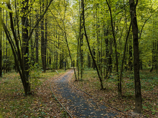 В Воскресенске спасают лес от короеда