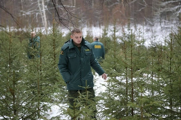Сотрудники Мособллеса усиленно следят за вырубкой елей