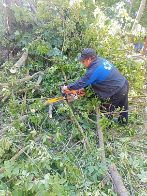 В коломенских дворах завершают опиловку деревьев