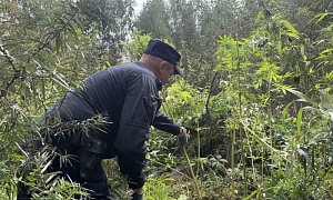 В г.о. Коломна ликвидировали очаг произрастания каннабиса